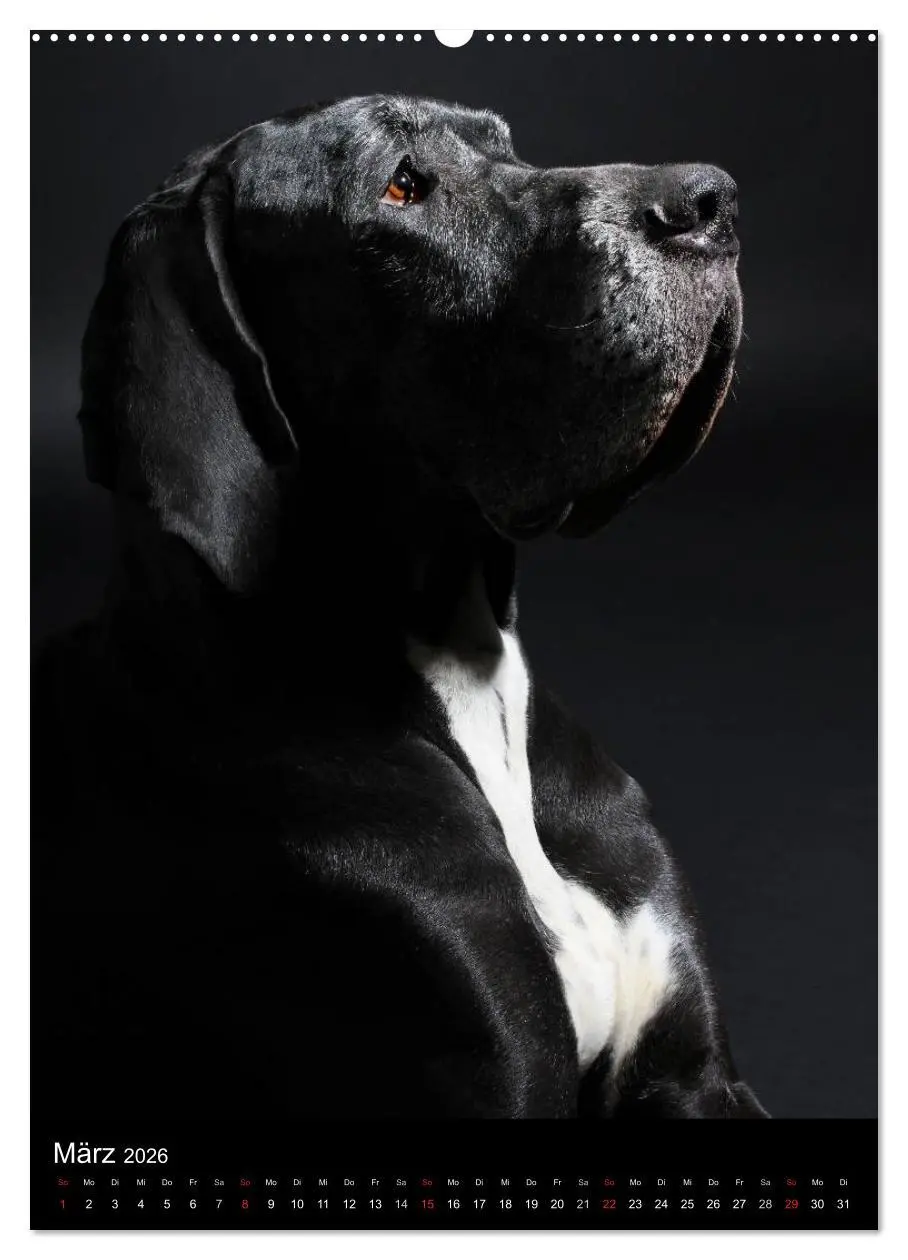 Bild: 9783516428162 | Faszination Deutsche Dogge (Wandkalender 2026 DIN A2 hoch),...